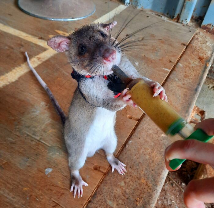 Rat being fed with a syringe on a wooden floor, illustrating nature disaster resilience efforts.