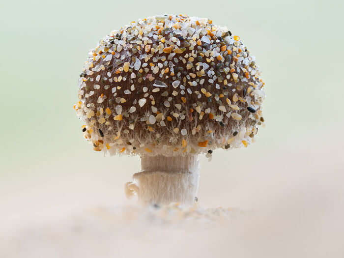 Close-up of a mushroom with sand grains, showcasing a winning shot from the 2024 Close-Up Photographer Of The Year Awards.