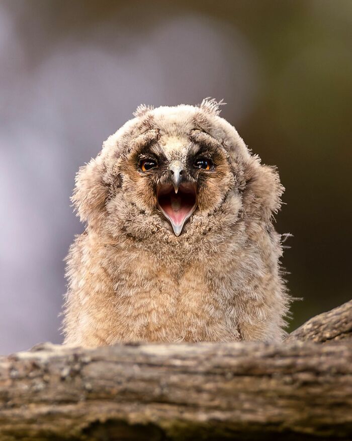 A fluffy owl captured by a Finnish photographer, perched on a branch with its beak open.