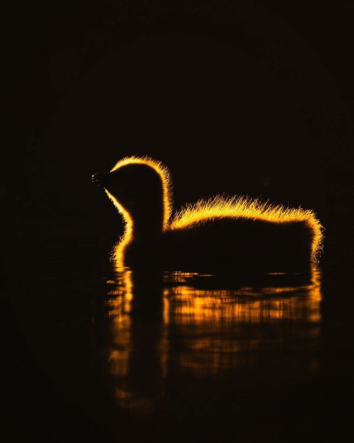 A Finnish photographer captures a silhouette of a duckling with glowing backlight on water.