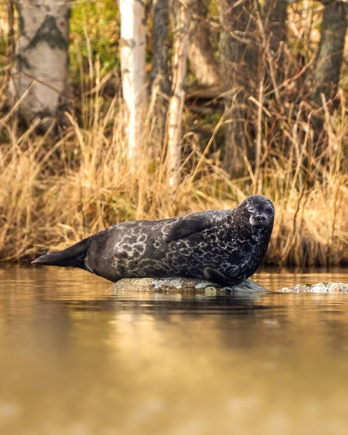 Finnish photographer captures a seal resting on a rock in a natural setting.