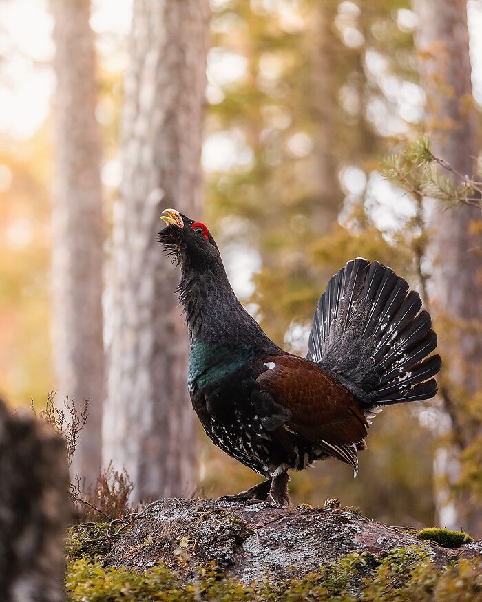 A grouse in a forest, captured by Finnish photographer, displaying its tail and calling amidst tall trees.
