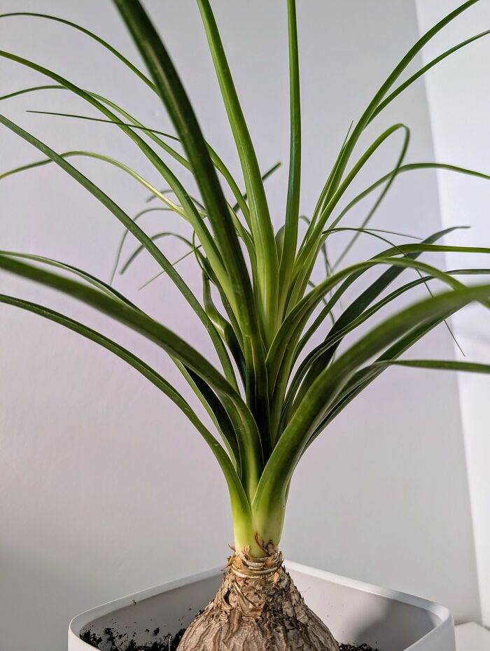 I Grew My Bottle Palm From Seed :) (Took A Long Time)