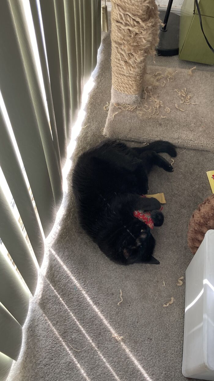 Zelda's Enjoying Her New Toys