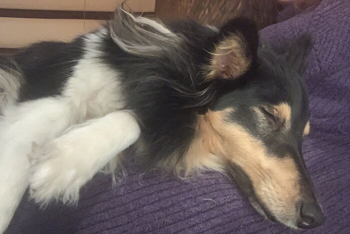 Staying In A Place Where Fireworks Aren’t Permitted So My Sweet Aiko Could Relax