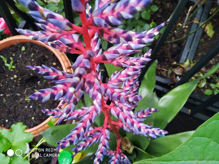 Echmea Blue Rain ♥