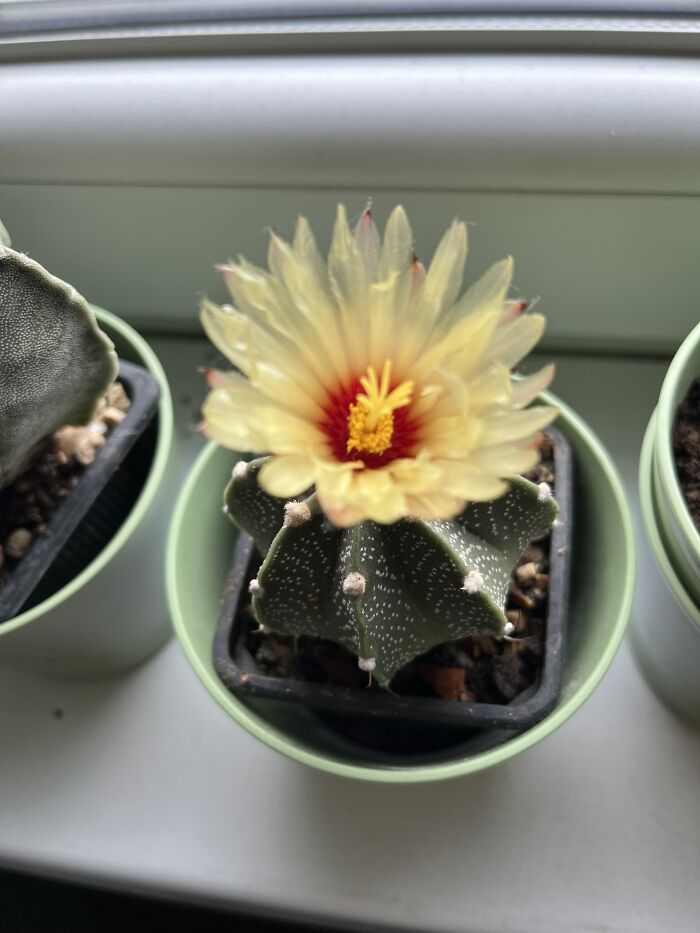 First Flower From My Tiny Astrophytum. Well Done, Little One!