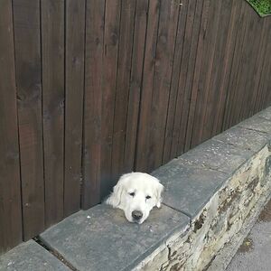 The person leveling NYC