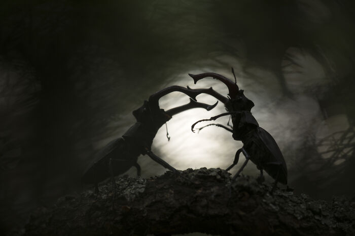 Two stag beetles silhouetted against a soft light, a winning image in the 2024 Close-Up Photographer of the Year Awards.