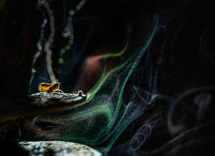Close-up photo of a tiny moth on a log, with colorful light patterns swirling in the background.