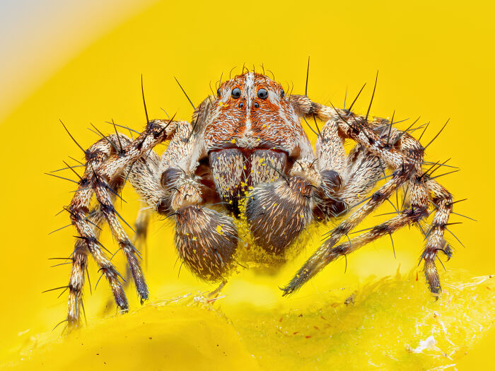 Close-up of a jumping spider on a vibrant yellow surface, a winner from the 2024 Close-Up Photographer Awards.