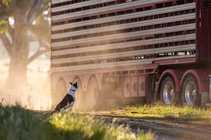 Dog watching a cattle truck at sunset, captured during International Pet Photographer Of The Year Awards.