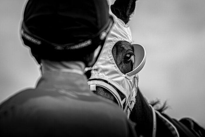 Jockey with a horse in racing gear, highlighting a captivating moment from the Pet Photographer of the Year Awards.