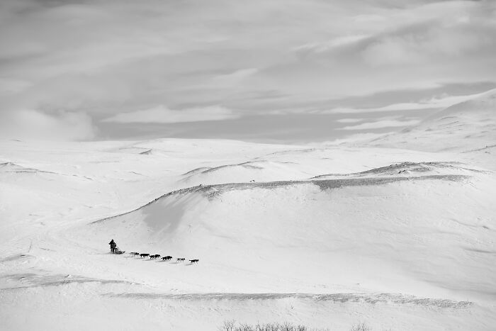 Sled dogs traversing snowy landscape in black and white, showcasing International Pet Photographer award-winning style.