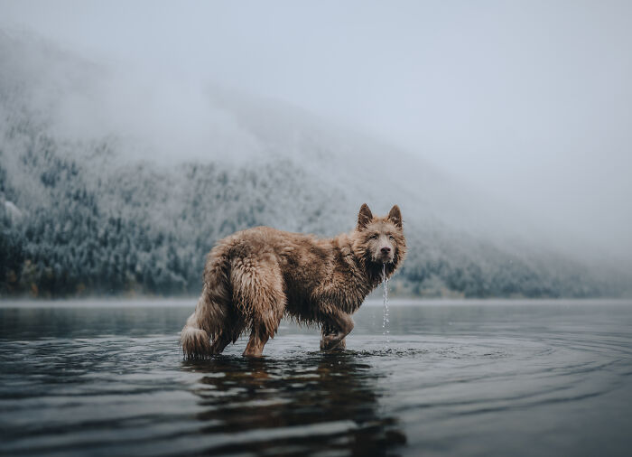 Brown dog standing in a misty lake, part of the International Pet Photographer awards, capturing a serene natural setting.
