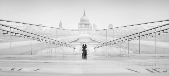 Black and white image of a dog sitting on a modern bridge, showcasing pet photography excellence in 2024.