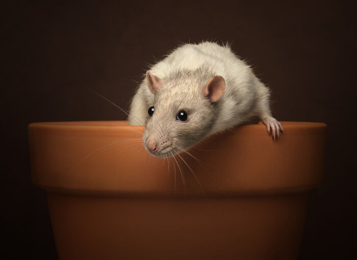 Rat peeking from a terracotta pot, showcased in the International Pet Photographer Awards 2024.