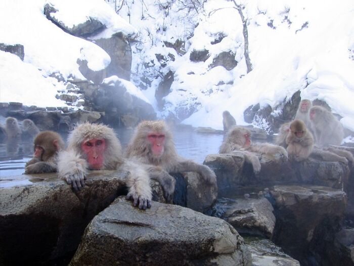 Snow monkeys relaxing in a hot spring, showcasing a stunning natural phenomenon amidst a snowy landscape.