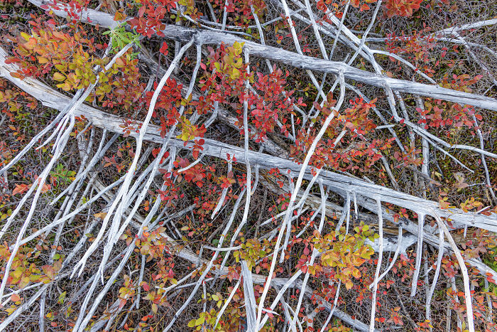 Close-up of colorful leaves and branches, showcasing intricate patterns in nature photography.