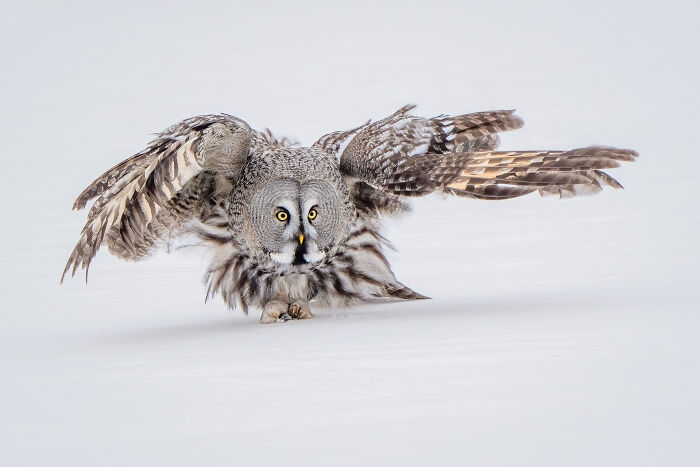 Great grey owl spreading wings on snow, winner in Bird Photographer competition 2024.