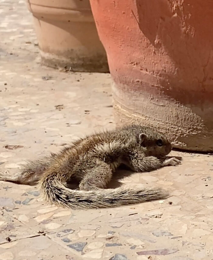 Orphaned squirrel lying on a tiled floor near terra cotta pots.