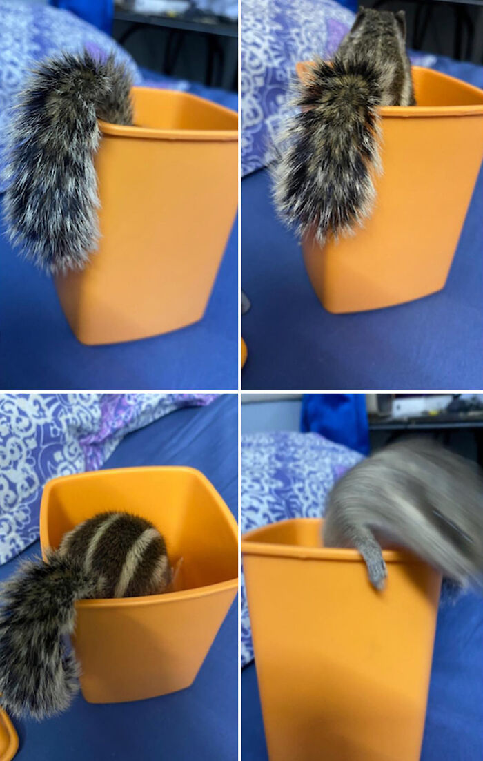 Orphaned squirrel exploring an orange container, showcasing playful bonding moments.