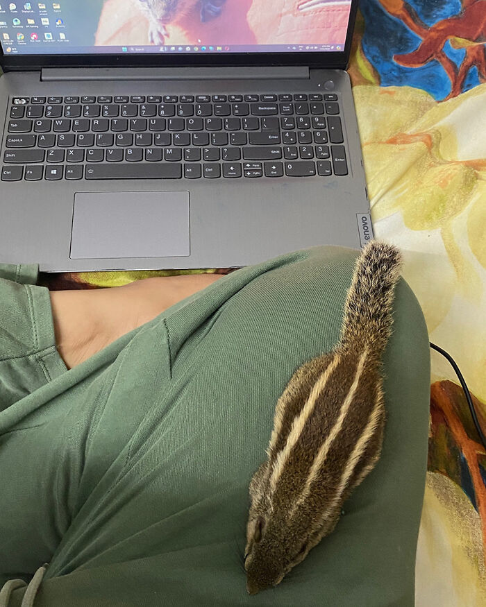 Adorable orphaned squirrel resting on person&rsquo;s lap near a laptop, symbolizing a heartwarming new bond with people.