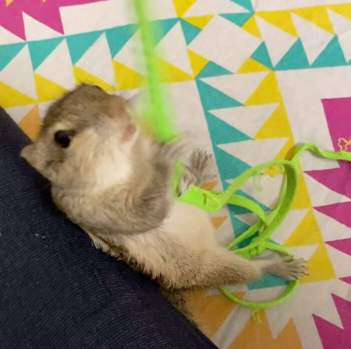 Orphaned squirrel playing with a green string on a colorful geometric-patterned backdrop.