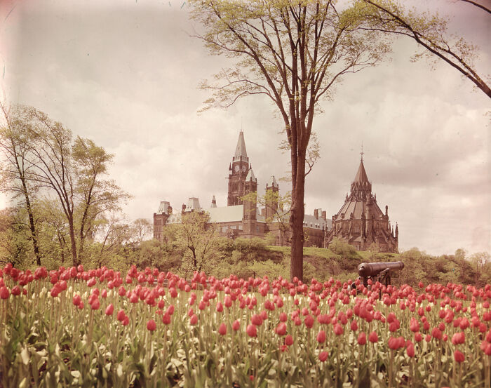 Tulip field with historical parliament buildings in the background under a cloudy sky.