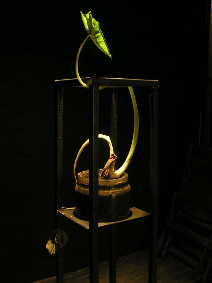Taro Sculpture 1