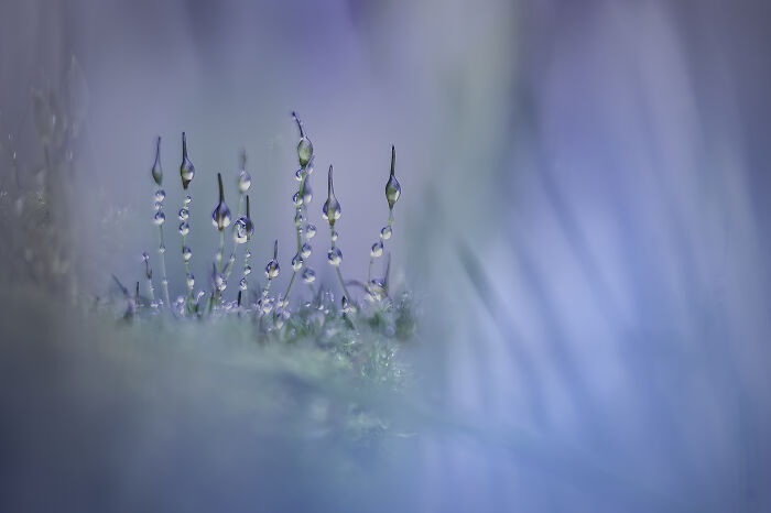 Close-up photography of slender plants with dewdrops in a soft blue and green ambiance.