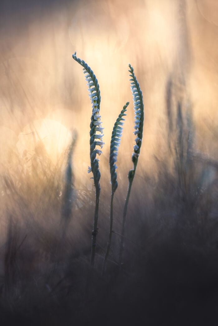 Close-up of delicate spiraled plants with a soft, blurred background, highlighting the beauty of nature photography.