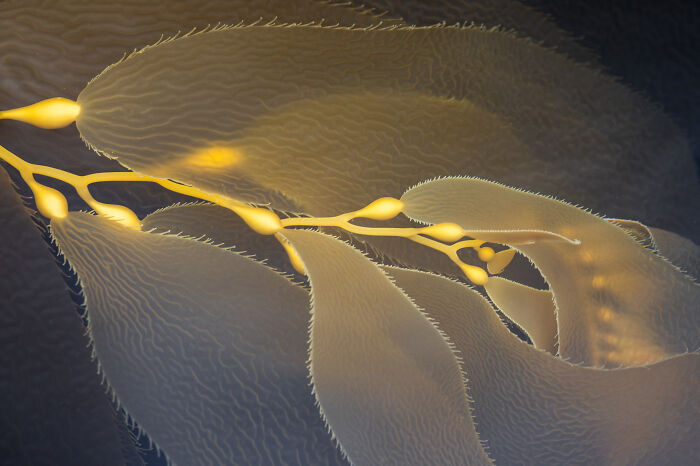 Close-up photograph of detailed golden kelp, showcasing texture and pattern, from the 2024 photography awards winners.