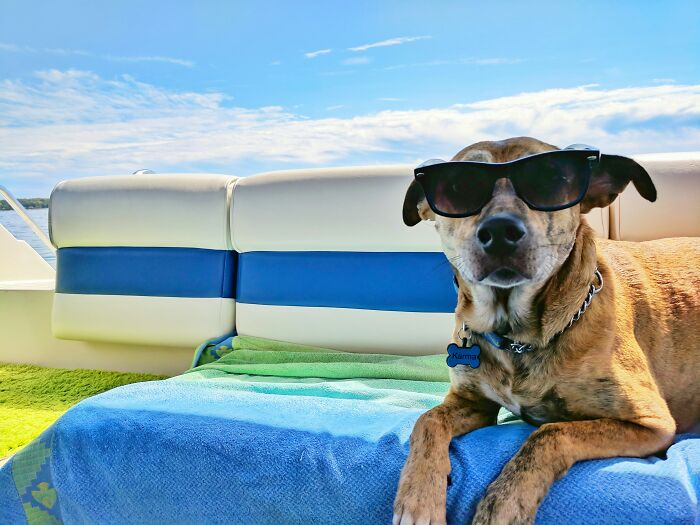 Dog wearing sunglasses on a boat, enjoying a sunny boat trip.