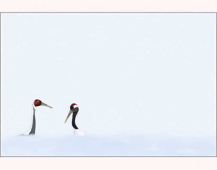 Two red-crowned cranes in a minimalistic snowy landscape photographed by Paul McKenzie.