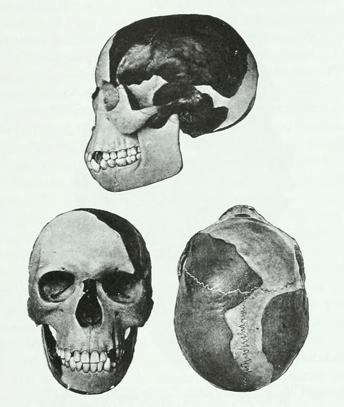 Three black and white views of an ancient skull related to weird unsolved mysteries.