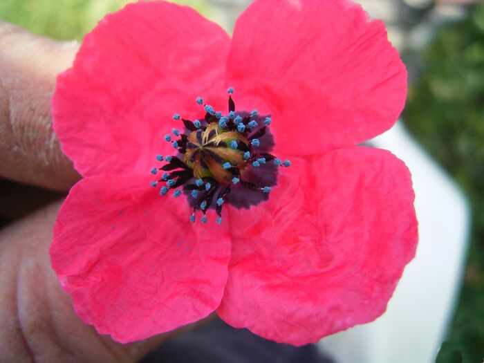 Wild Poppy ... A Weed In Australia