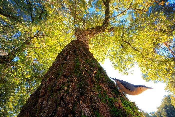 A bird perched on a mossy tree trunk, showcasing vivid avian photography under sunlight.