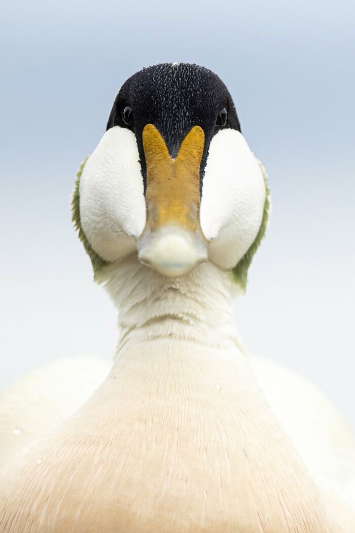 Close-up of a striking bird, showcasing its unique markings and symmetry, featured in avian photography awards.