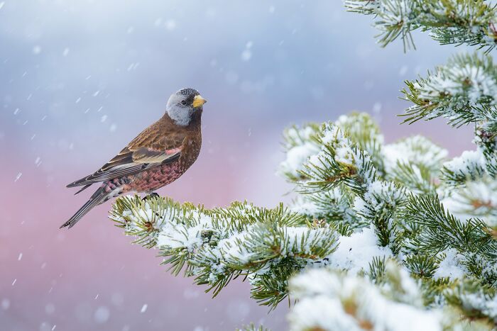 A bird perched on a snow-covered branch, showcasing a top entry from the Bird Photographer of the Year 2024 awards.