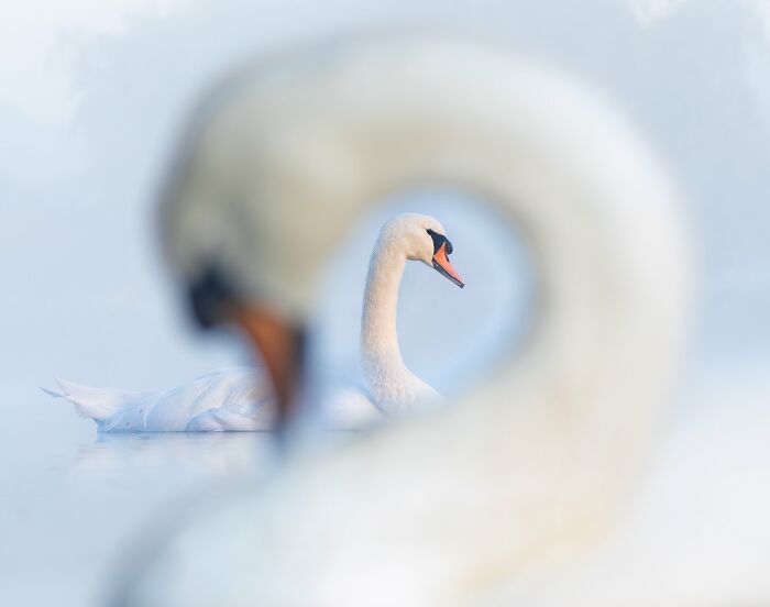 Two swans gracefully captured, with one framed by the elegant curve of the other's neck, showcasing avian photography artistry.