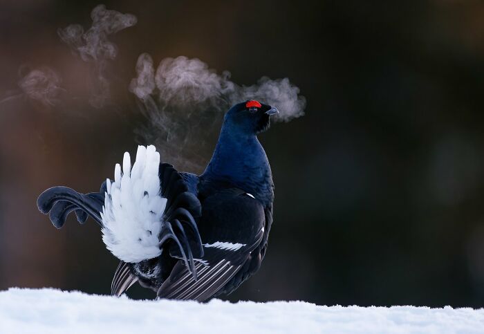 Majestic bird on snowy ground exhaling visible breath, captured in Bird Photographer of the Year 2024 Awards.