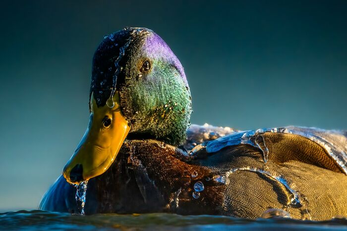 Close-up of a vibrant mallard duck, showcasing stunning avian photography with water droplets on its feathers.