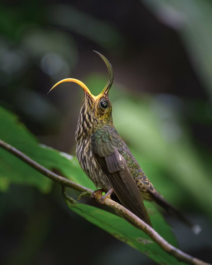 A striking bird with a curved beak on a branch, highlighted in avian photography awards.