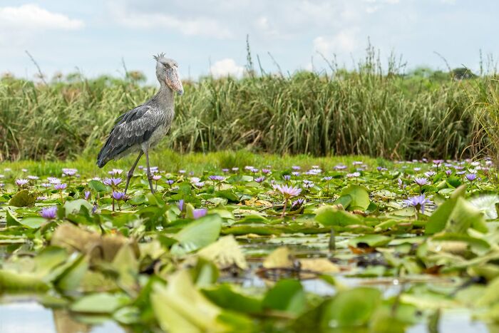 A shoebill standing among green reeds and purple water lilies, showcasing avian photography.