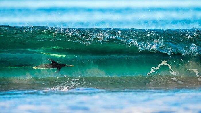 Avian photo of a bird elegantly gliding through a turquoise wave at the Bird Photographer Of The Year 2024 Awards.