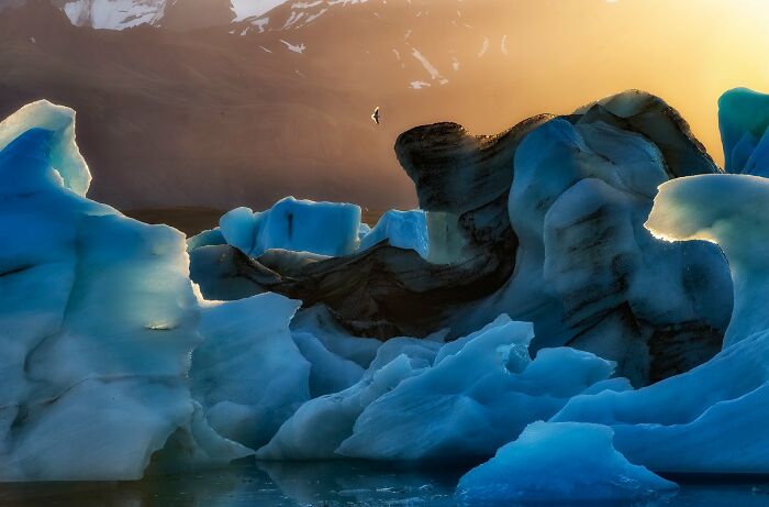 Bird flying over icebergs at sunset, showcasing award-winning avian photography.