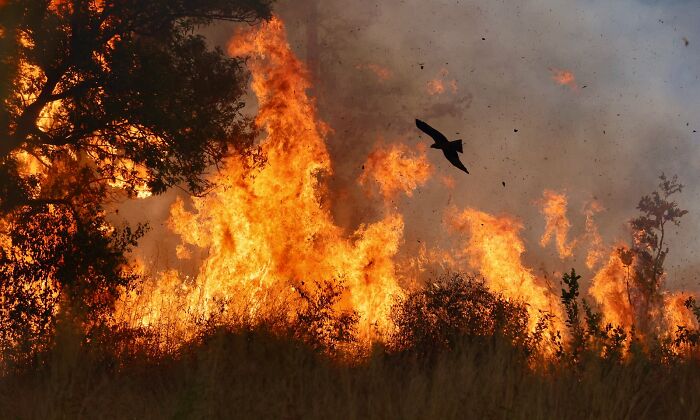 Bird flying over a blazing wildfire, capturing dramatic avian photography.