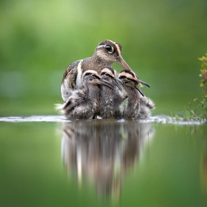 Avian photography: a bird with its chicks in a serene water setting, capturing a tender family moment.
