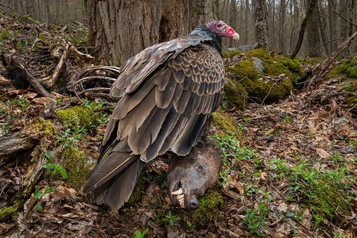 Vulture in forest setting next to boar skull, highlighting best avian photography from Bird Photographer of the Year awards.